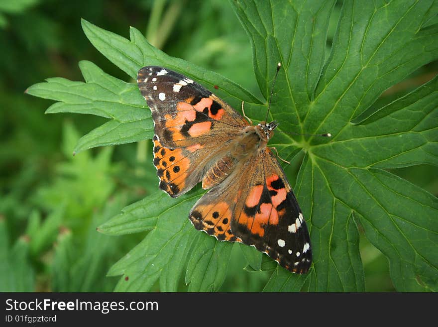 A painted lady butterfly on a leaf.