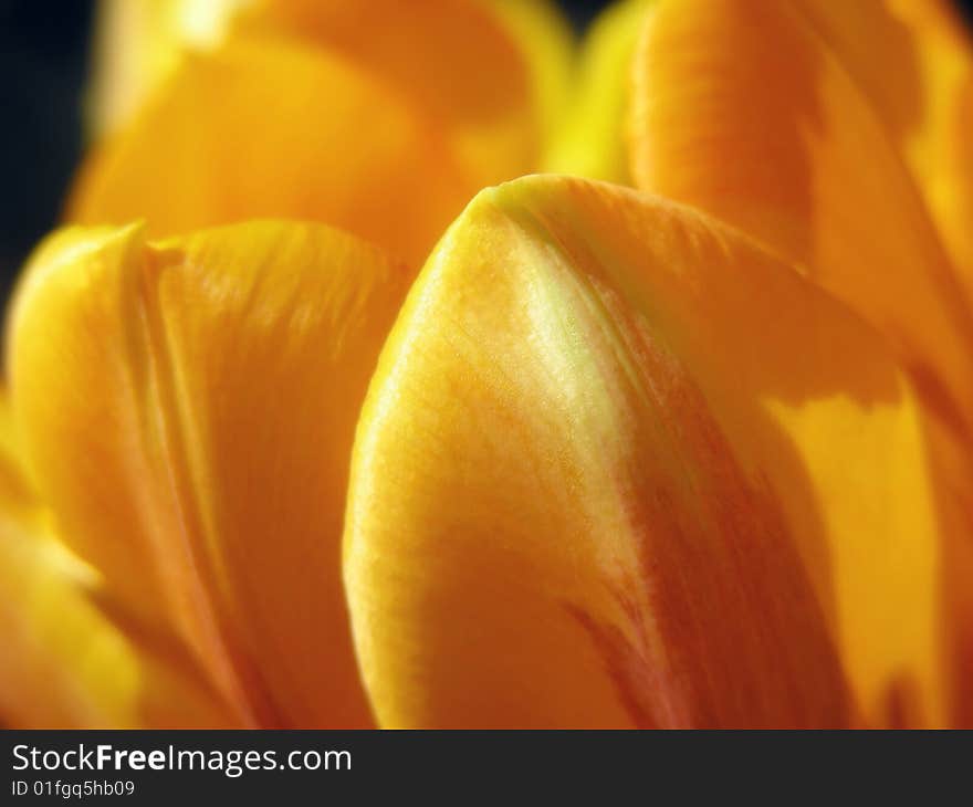 Tulip Petals