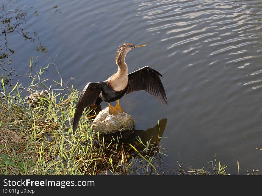 An anhinga bird spread his wings to dry out. An anhinga bird spread his wings to dry out.