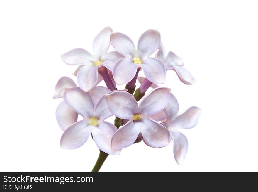 Lilac inflorescence