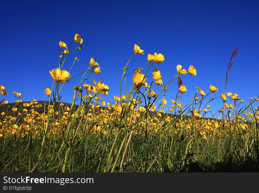 Yellow buttercups against a blue sky, shot from a worms view. Yellow buttercups against a blue sky, shot from a worms view