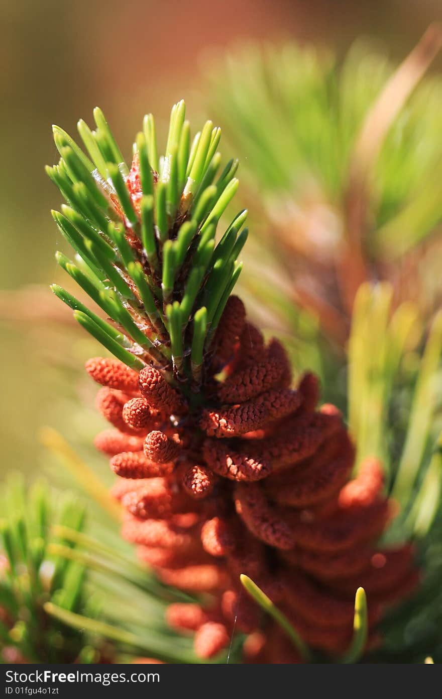 A close up of a pine tree needles growing on a treebranch. A close up of a pine tree needles growing on a treebranch