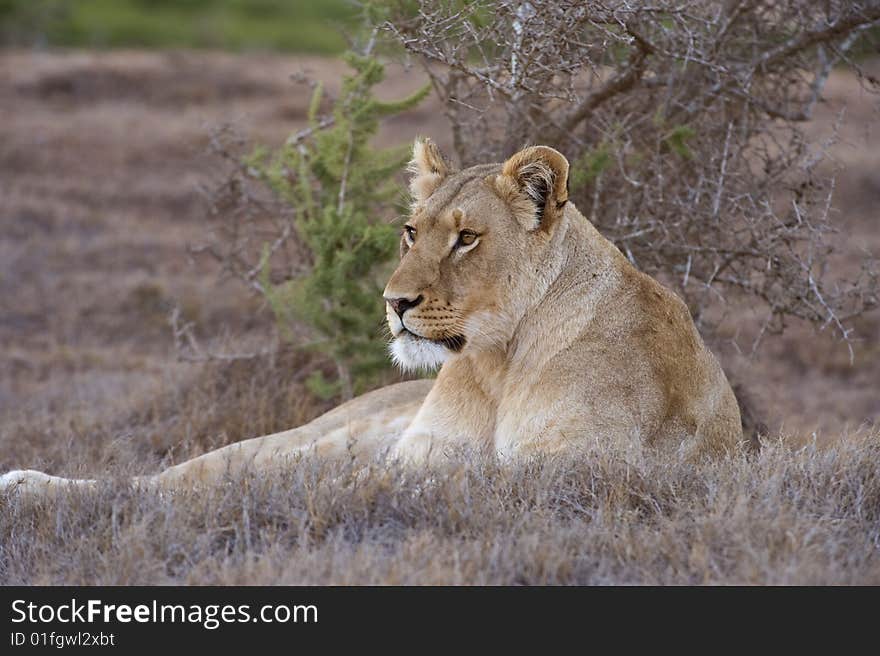 Contemplating Lioness