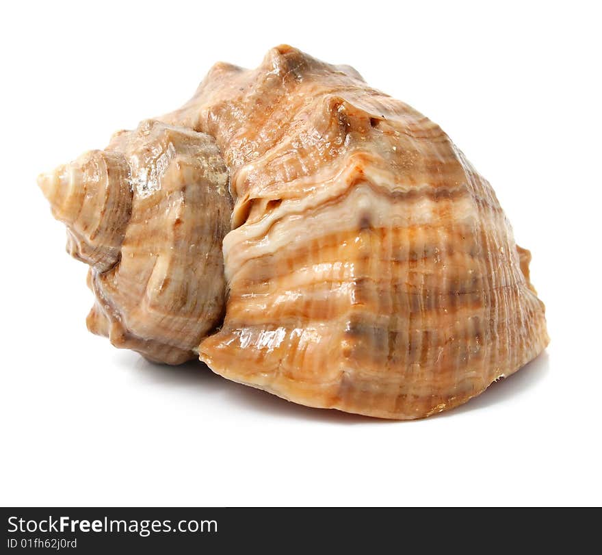 Old sea shell isolated