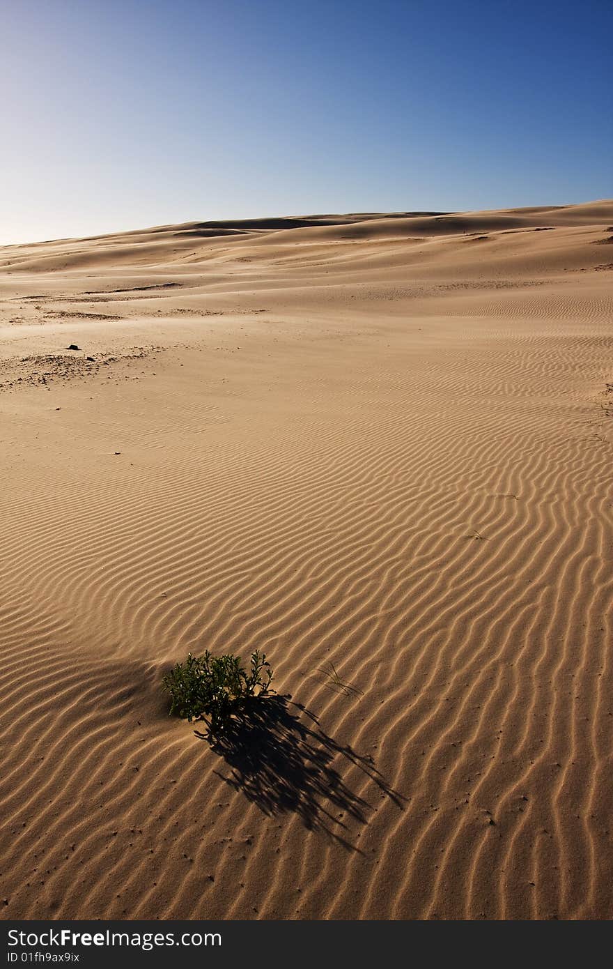 Beautiful Desert Landscape