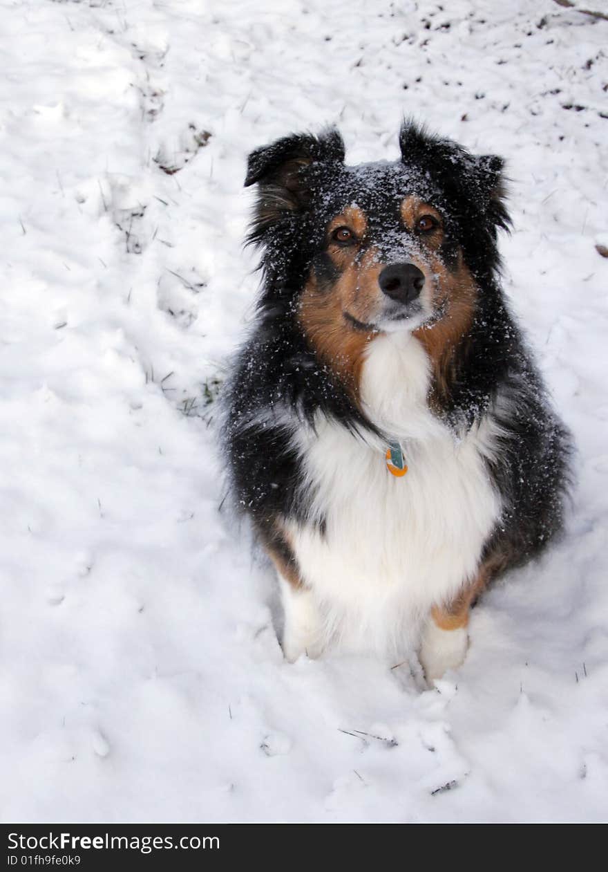 Australian Shepherd in the Snow