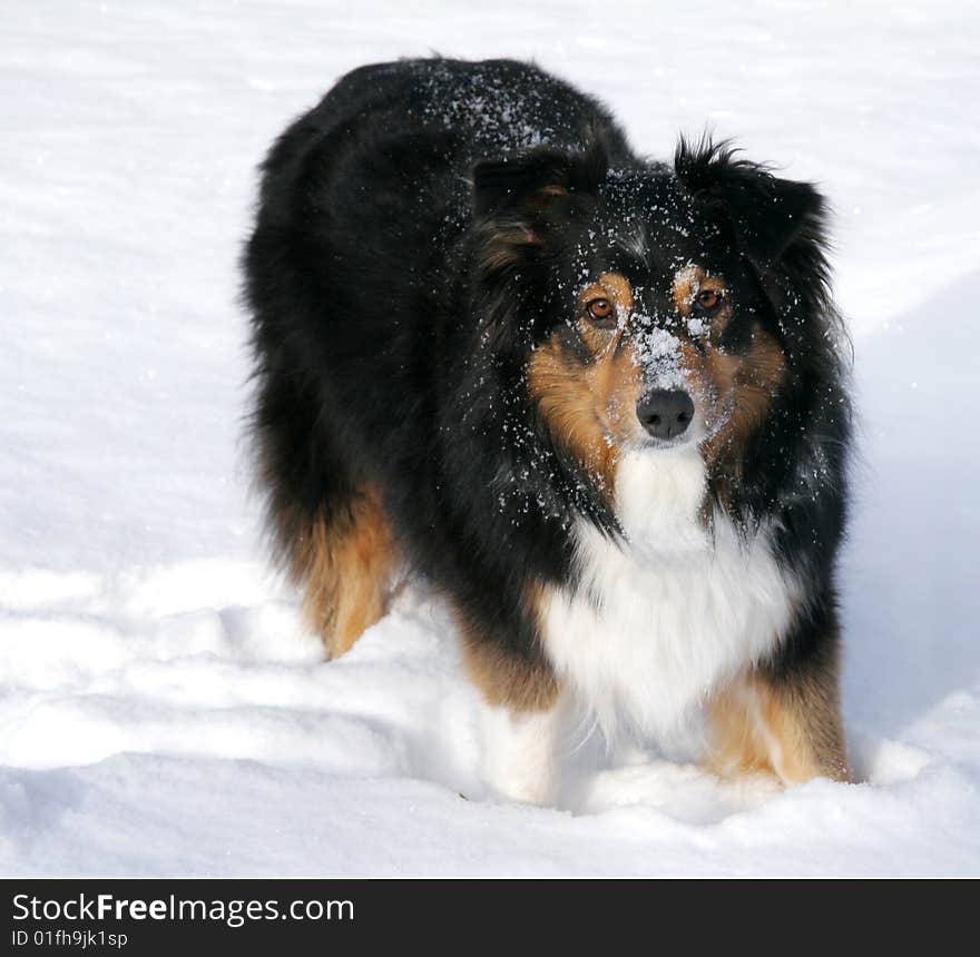 Australian Shepherd In The Snow