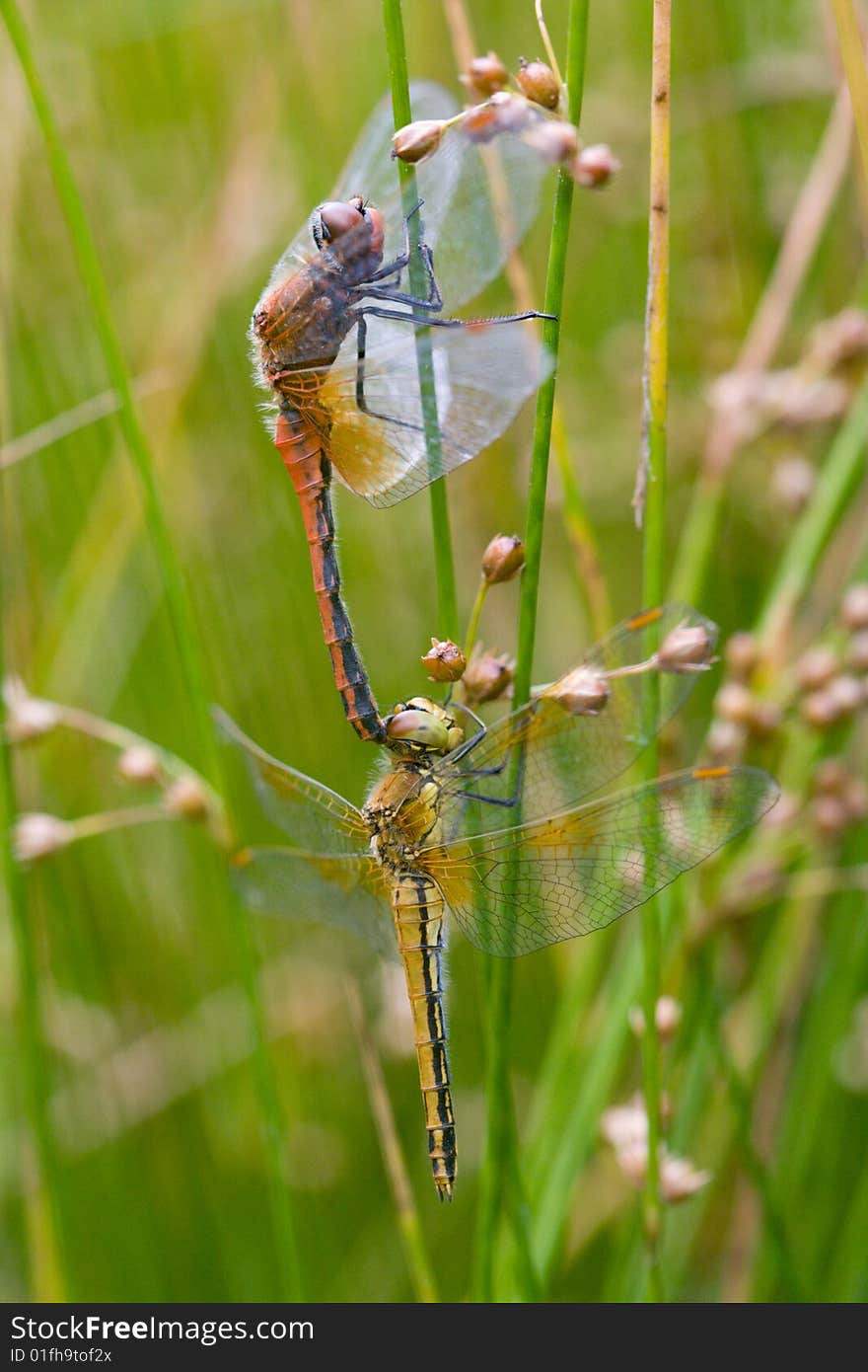 Mating Dragonflies