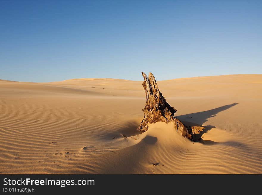 Beautiful desert landscape with the dead tree log