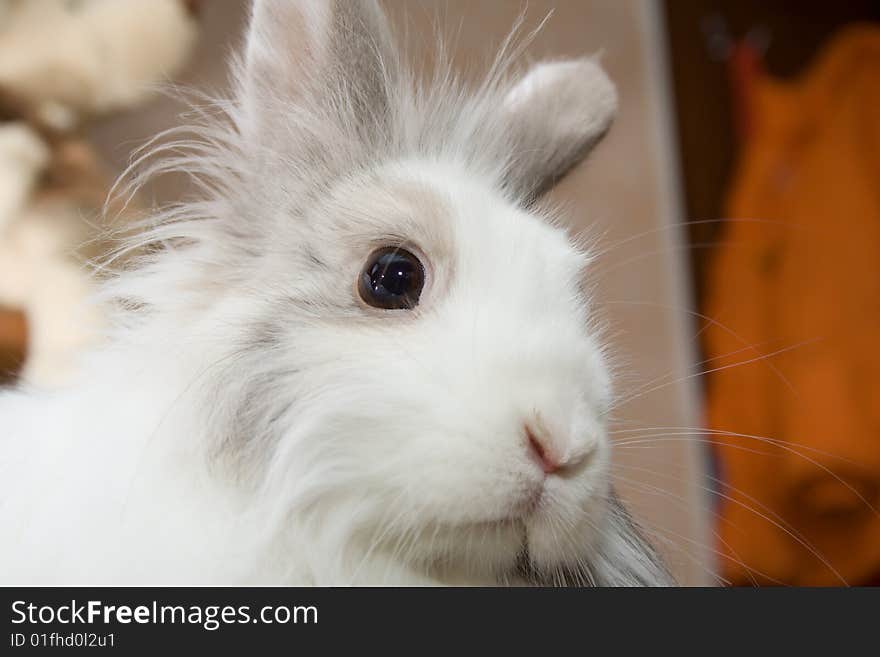 The white royal lionhead's rabbit