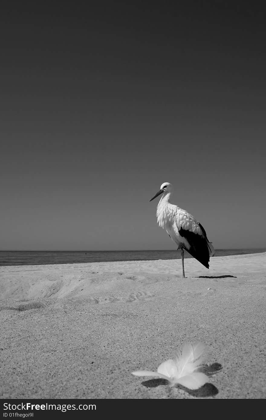 Stork in the beach