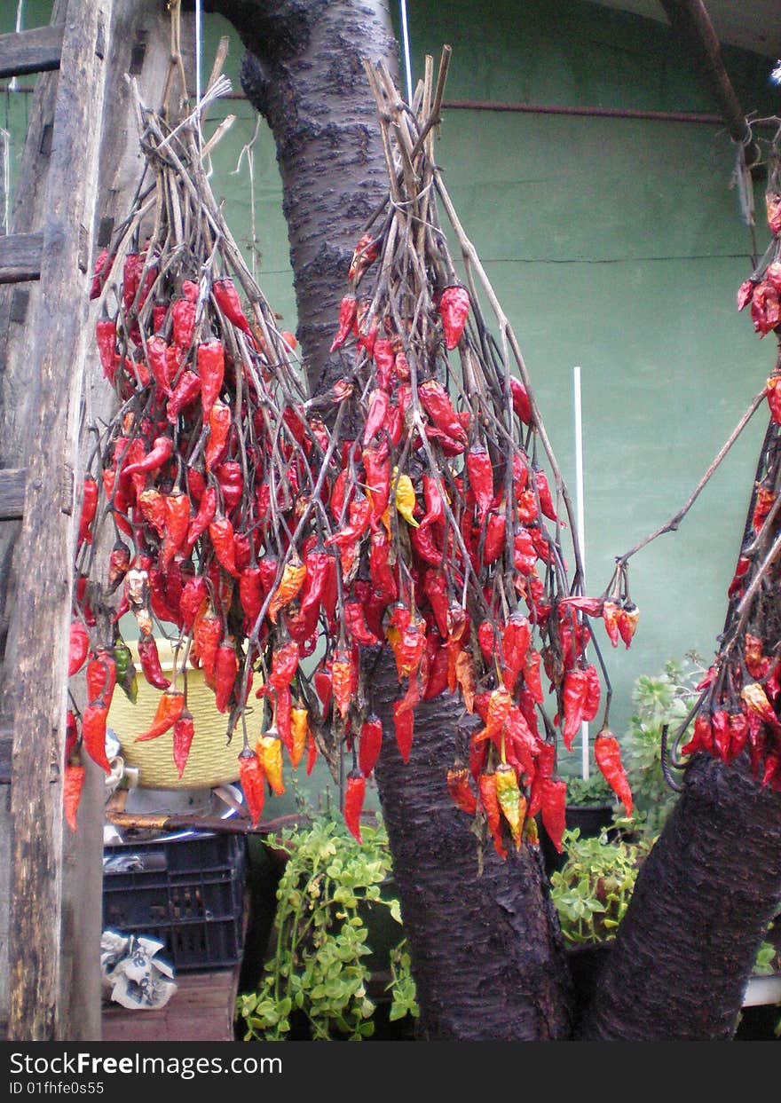 Red chillies attached to a tree to dry them. in the background you can see an old wooden staircase, plant and equipment in the countryside.