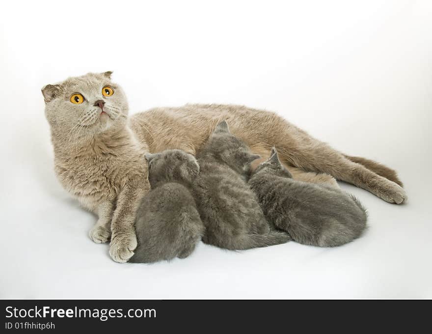 Small kittens and mother-cat. Isolated on white background