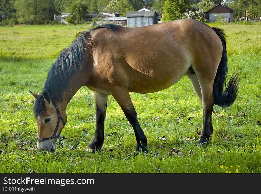 Brown horse on green grass