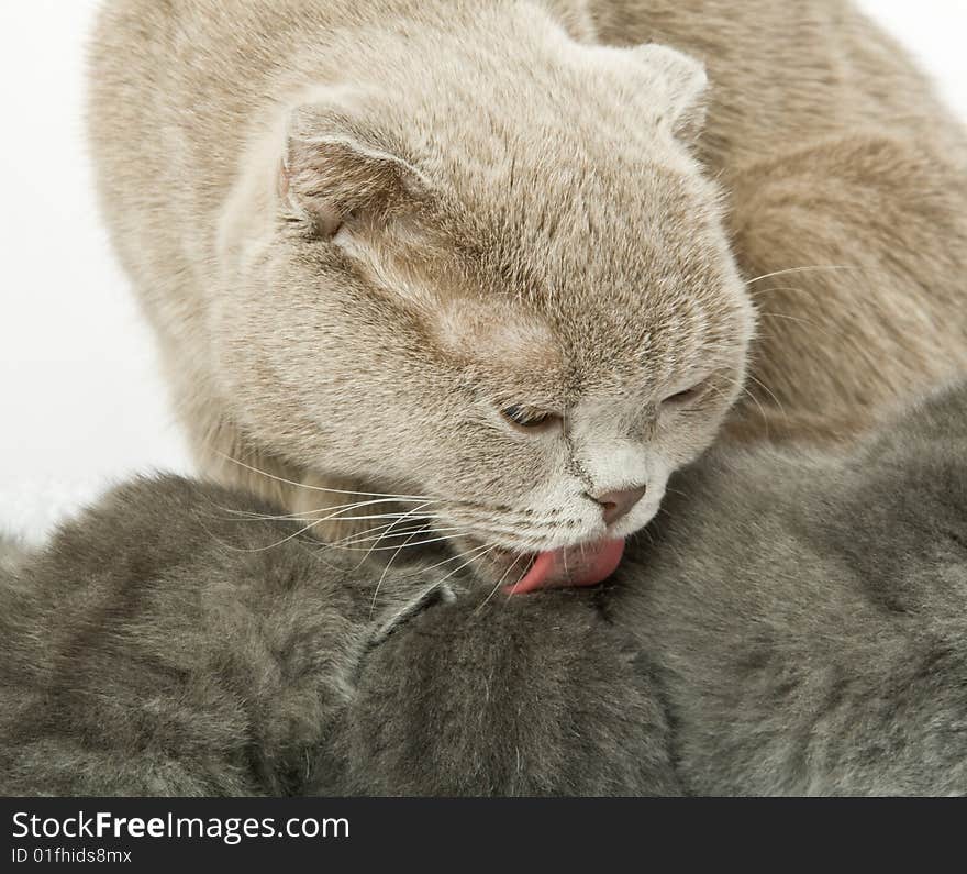 Small kitten and mother-cat. Isolated on white background. Small kitten and mother-cat. Isolated on white background