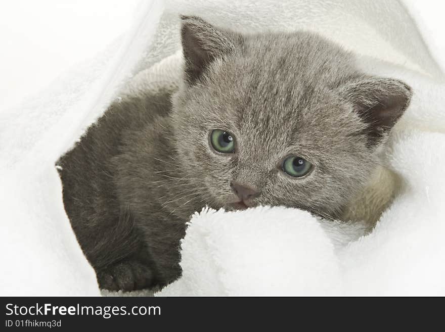 Small funny kitten. Isolated on white background. Small funny kitten. Isolated on white background