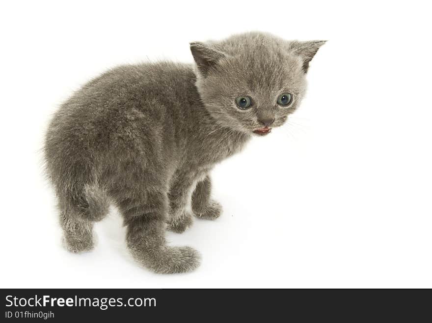 Small funny kitten. Isolated on white background. Small funny kitten. Isolated on white background