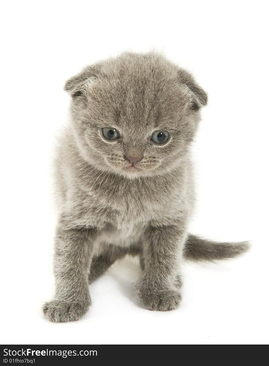 Small funny kitten. Isolated on white background. Small funny kitten. Isolated on white background