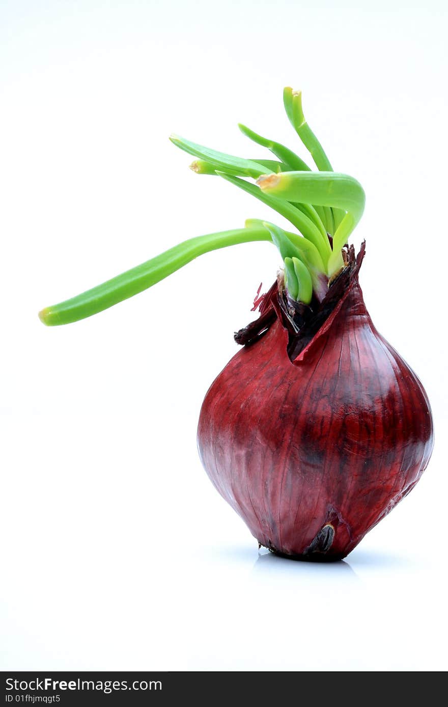 Red Onion