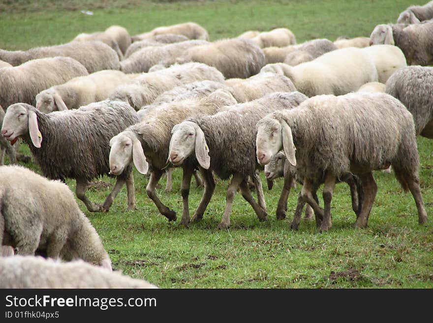 A flock of sheep walking together on a farm