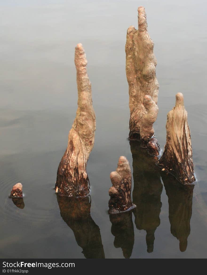 This is an example of nature's art; a tree growing out of the water in Virginia's wetlands. This is an example of nature's art; a tree growing out of the water in Virginia's wetlands.