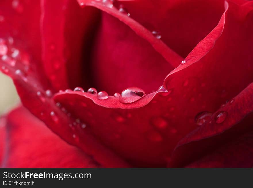 Raindrops filed on red rose petals after a summer storm. Raindrops filed on red rose petals after a summer storm