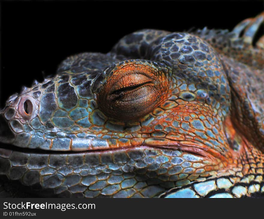 Concentrating leguan lurk on its plunder. Concentrating leguan lurk on its plunder