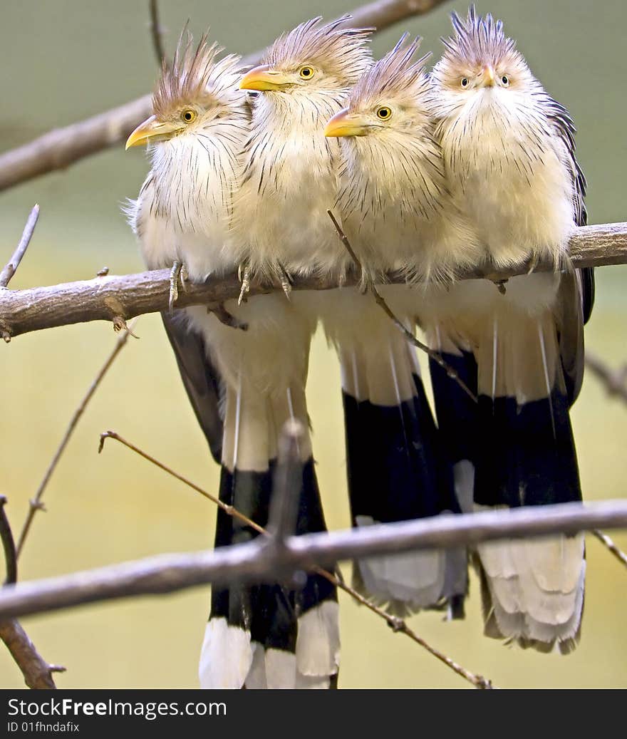 Company of Guira cuckoos. Latin name - Guira guira. Company of Guira cuckoos. Latin name - Guira guira