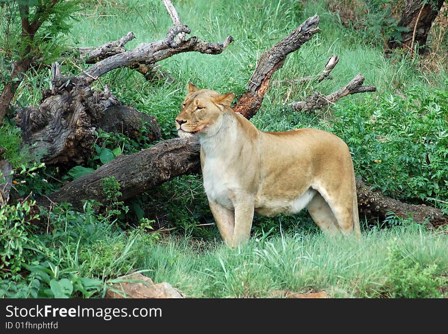 Wild male lion (Panthera leo) in Africa.