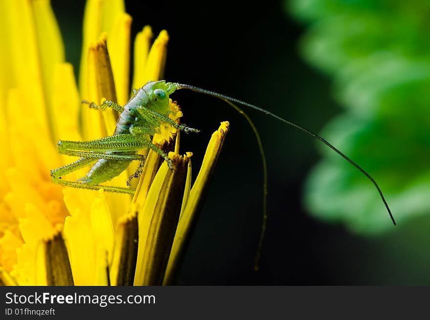 Grasshopper on leafs