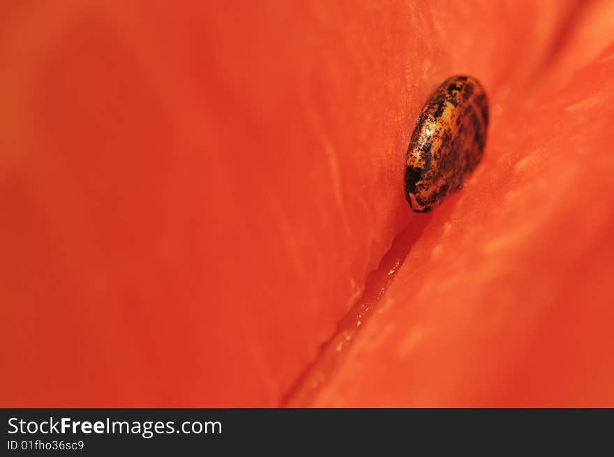 Seed of a water-melon against pulp. Seed of a water-melon against pulp.