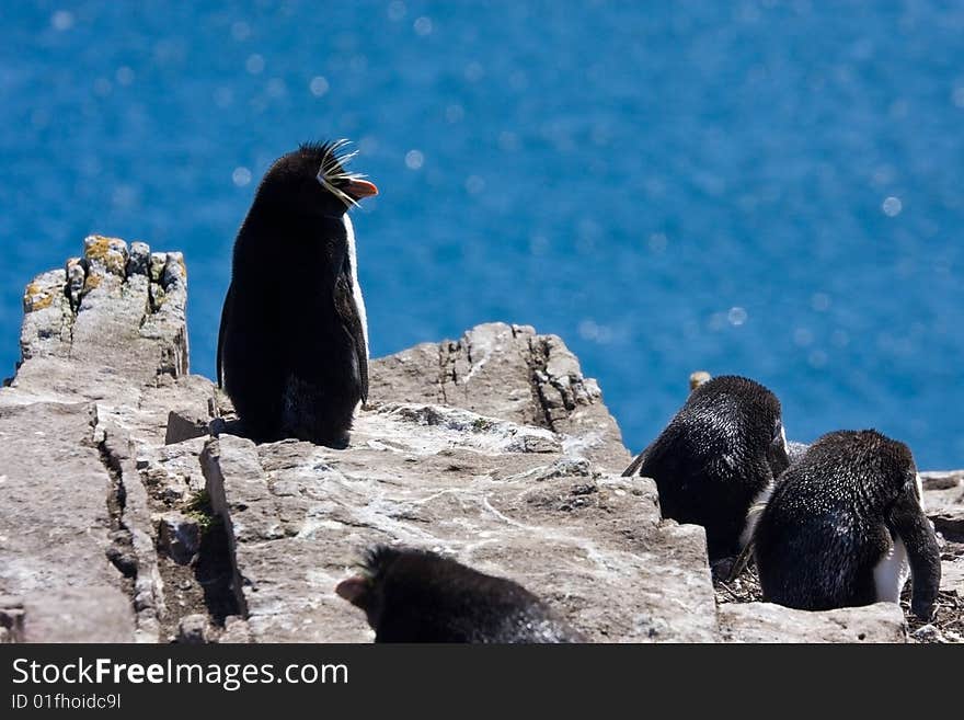 Rockhopper penguins on the rock