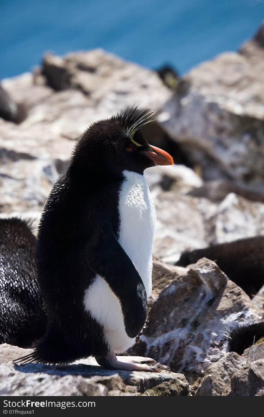 Rockhopper penguin near the nest