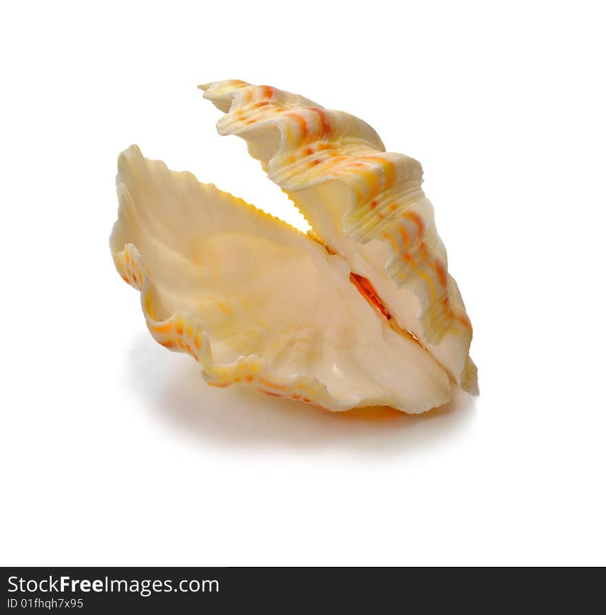 Folding cockleshell of a mollusc which is represented on a white background