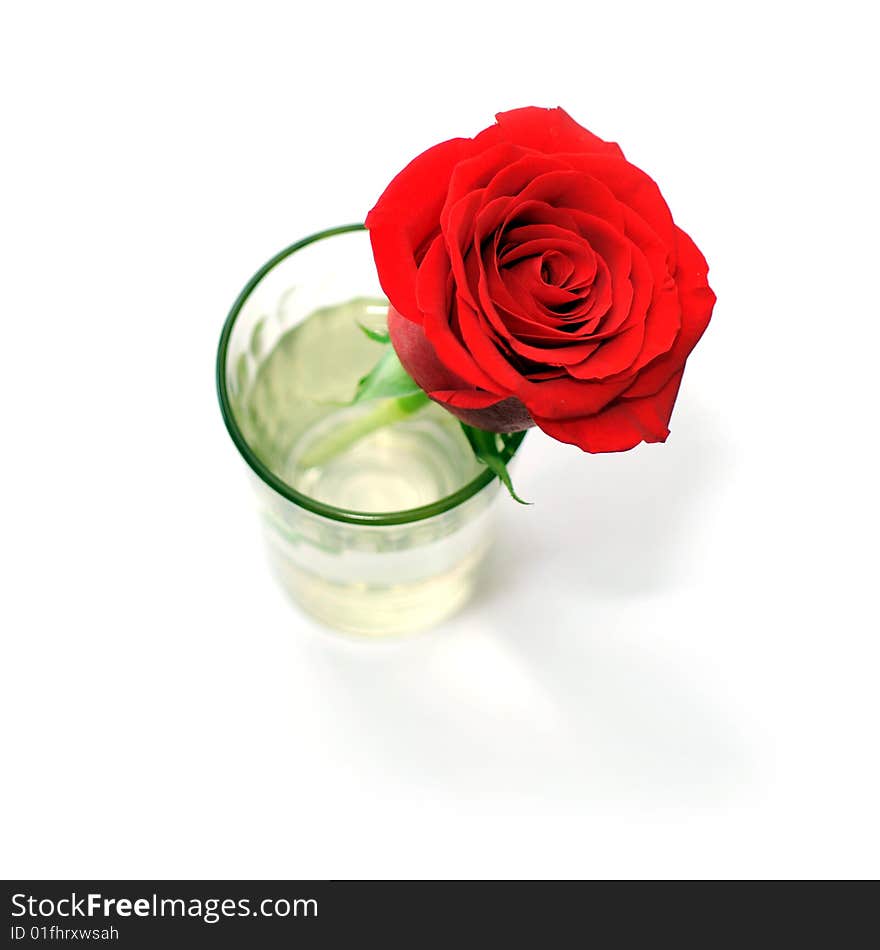 Rose In A Glass