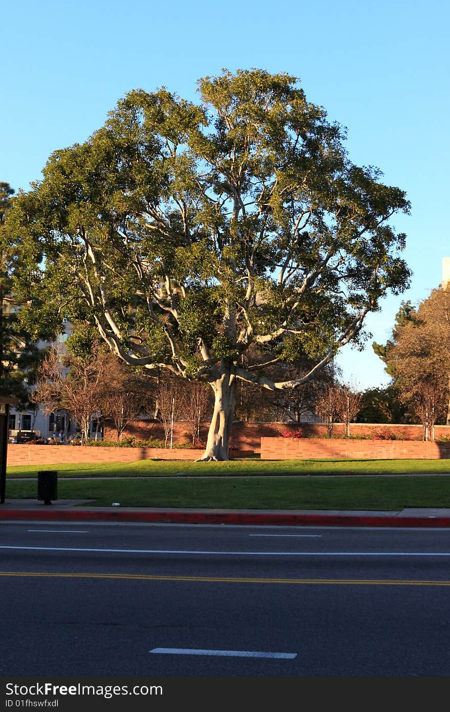 The park near with a road, California, USA. The park near with a road, California, USA