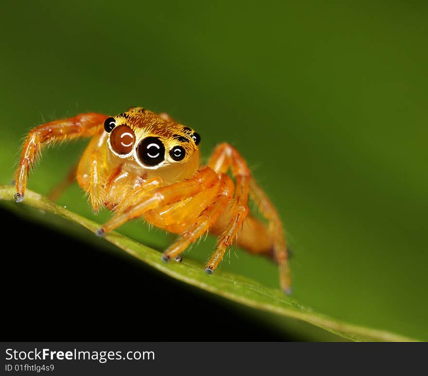 Macro of Jumping Spider