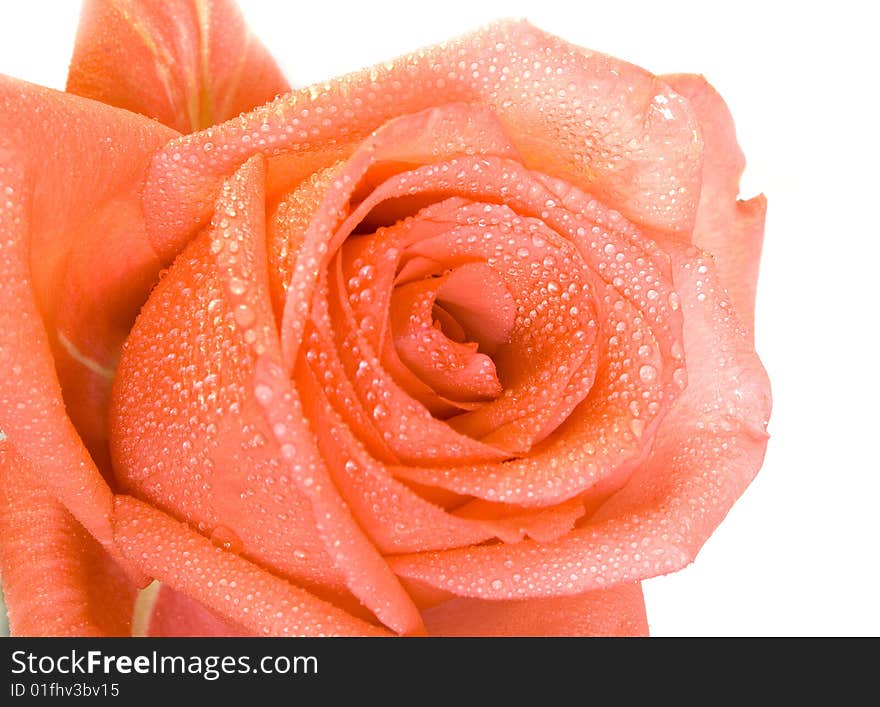 Beautiful pink rose on white background