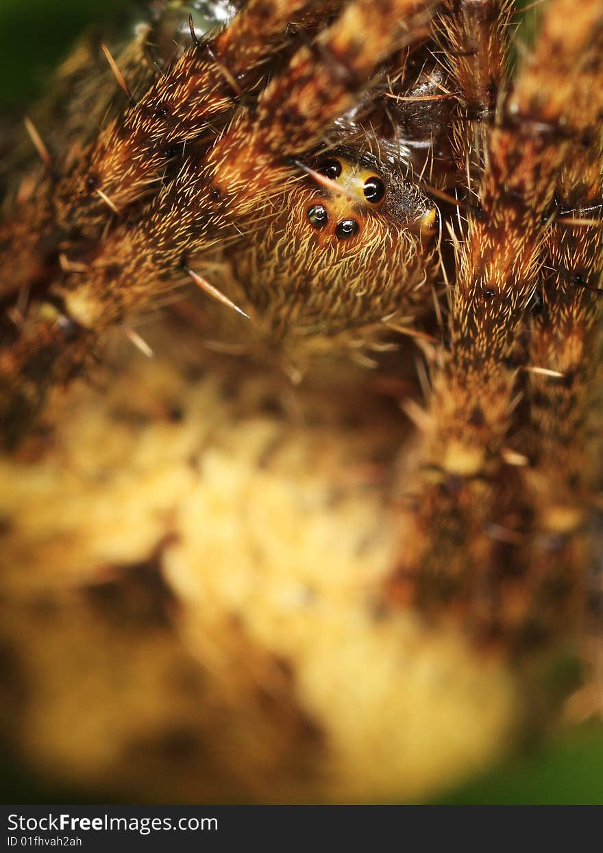 Macro of a Spider