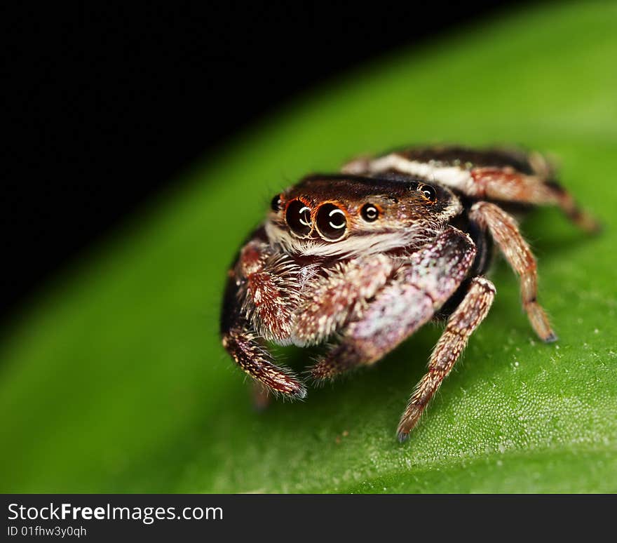 Macro of Brown Jumping Spider