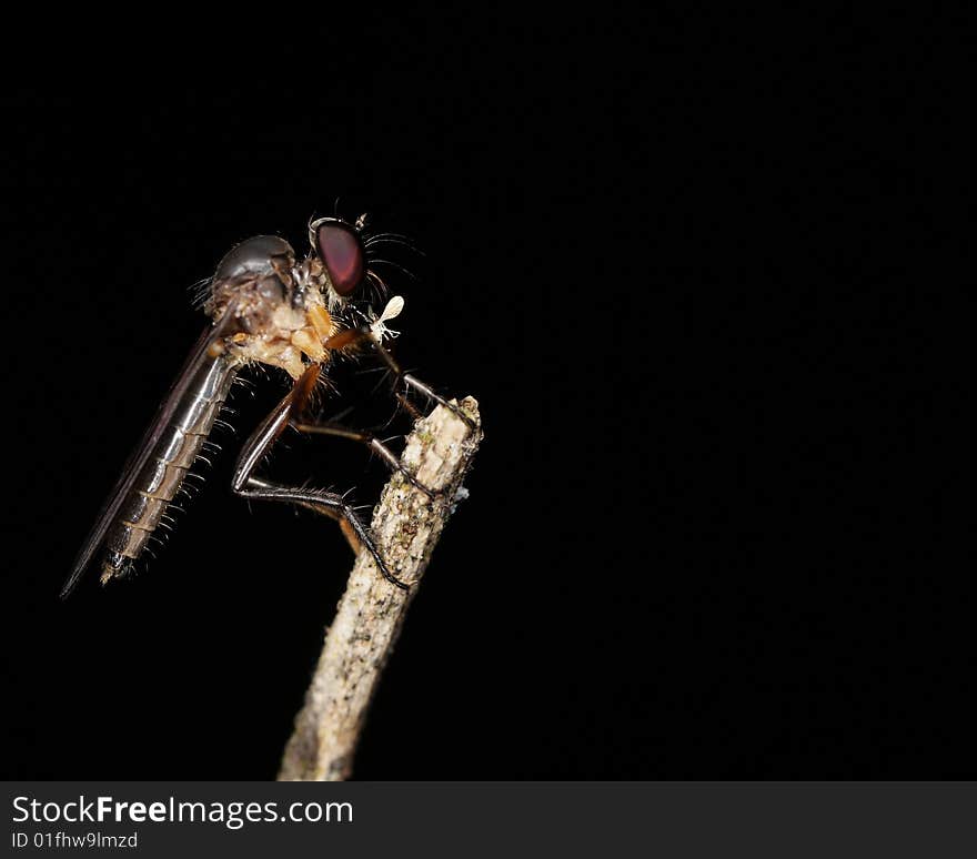 Robberfly portrait