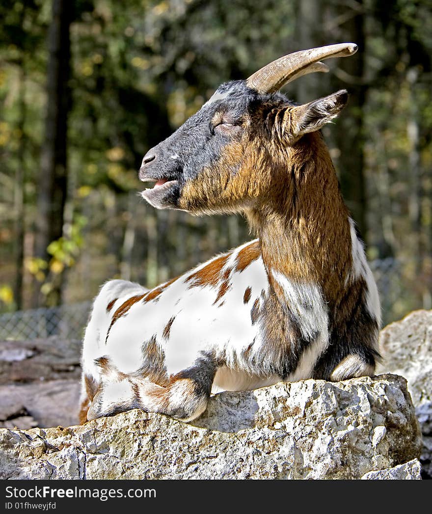 Goat taking sunbath on the rock. Goat taking sunbath on the rock