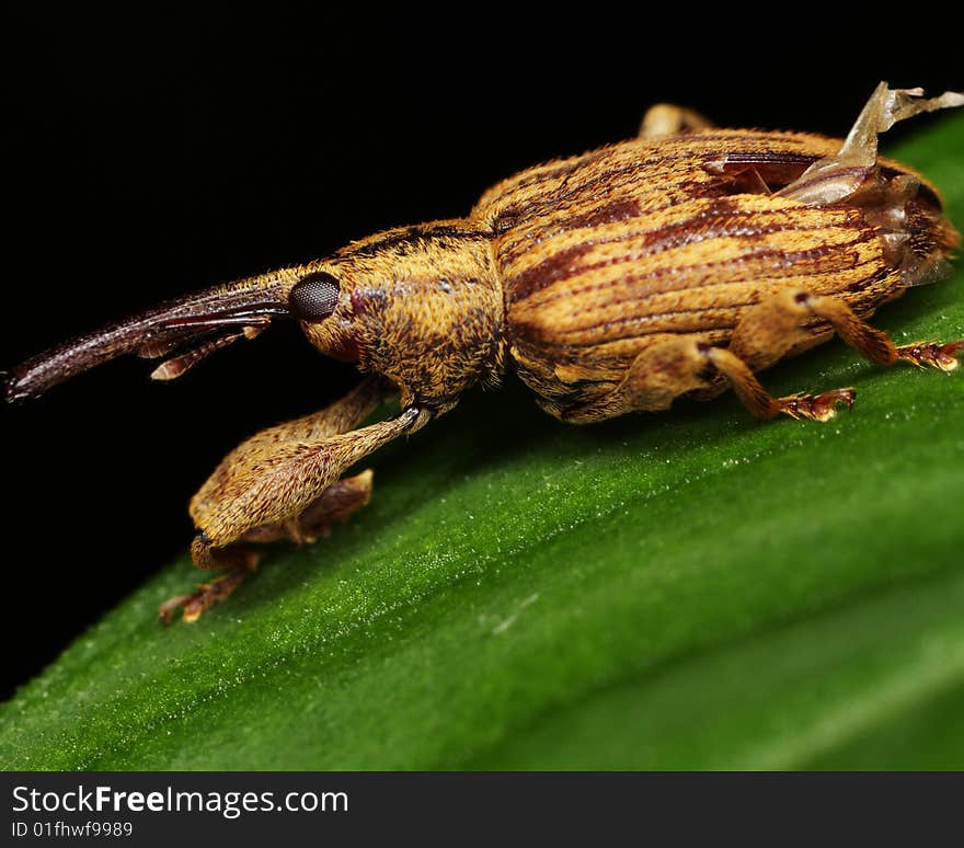 Macro of a Long Snout Weevil