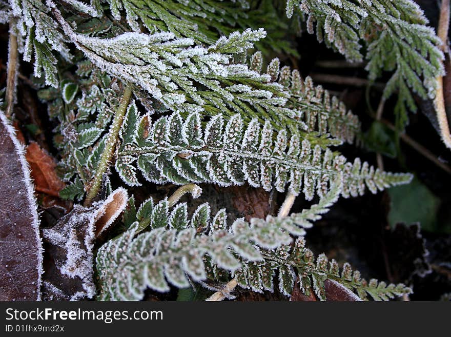 Frosted Fern