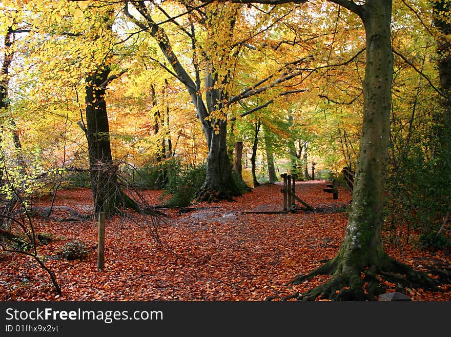 Path leading through woods in the fall. Path leading through woods in the fall