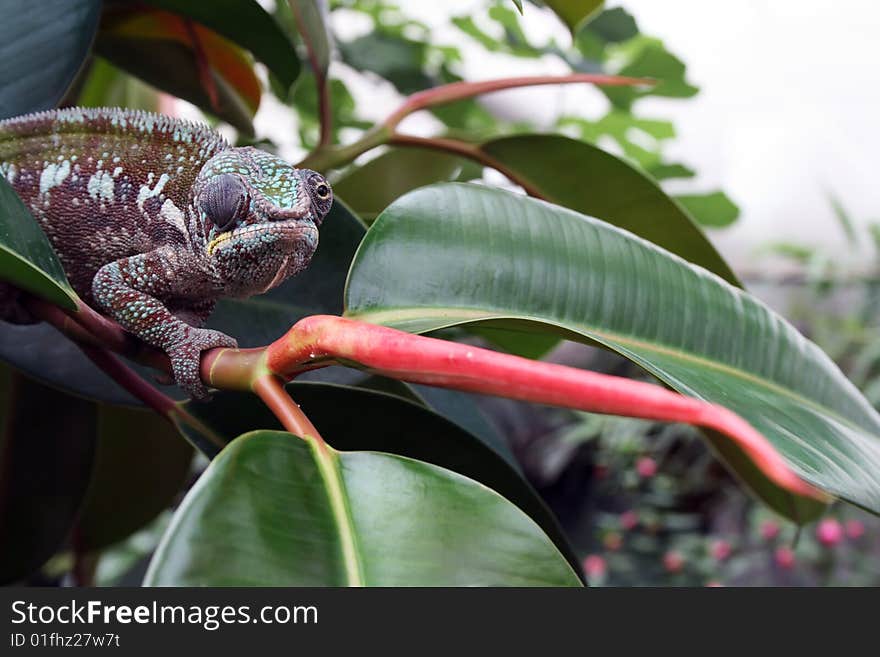 A chameleon on a branch looking in two directions at once.