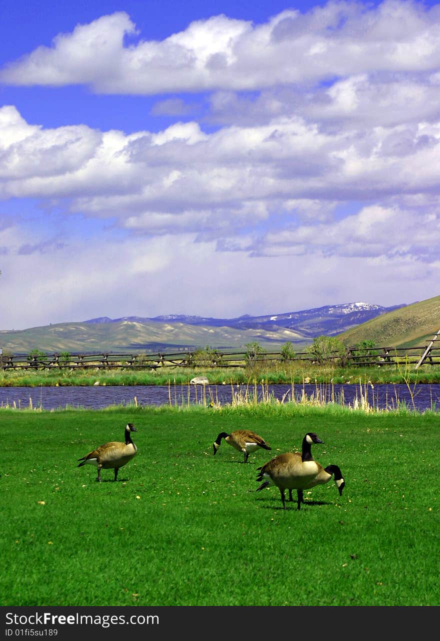 Geese in the Tetons