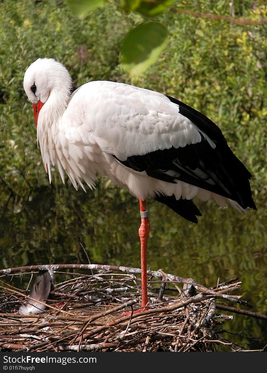 Stork Bird