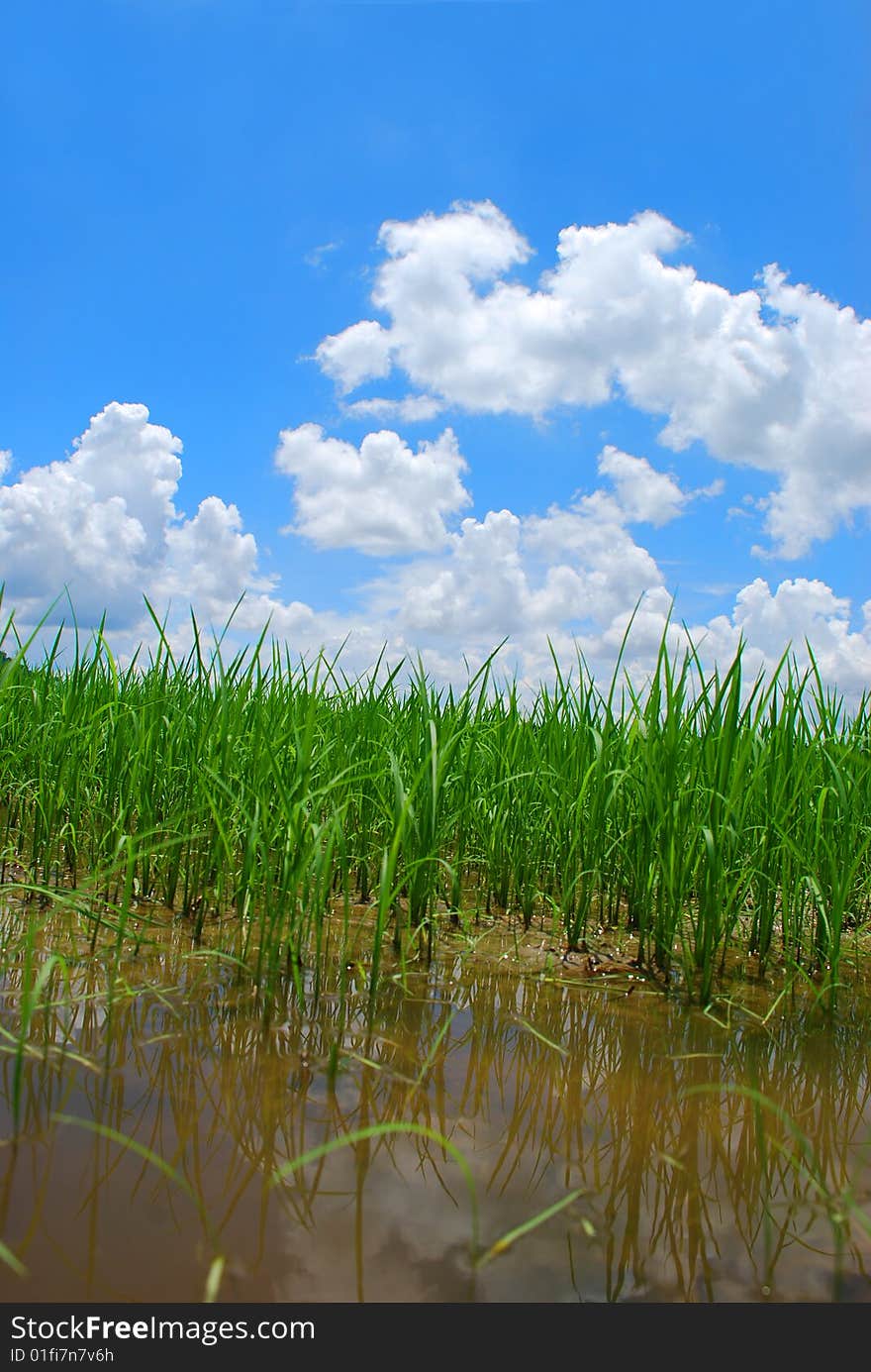 Paddy Field