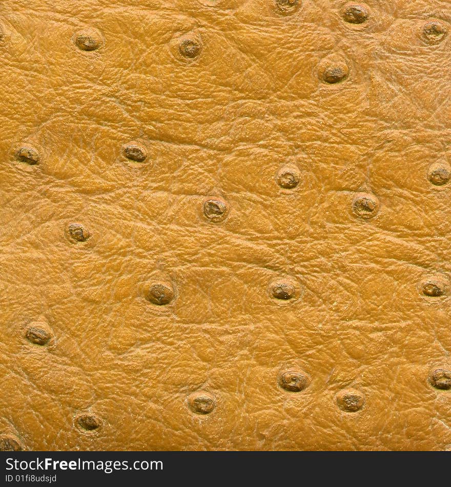 Yellow Reptile Leather Imitation Texture